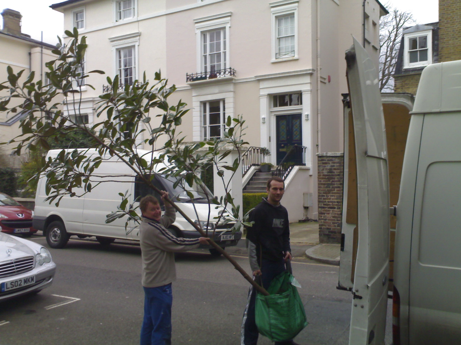 tree